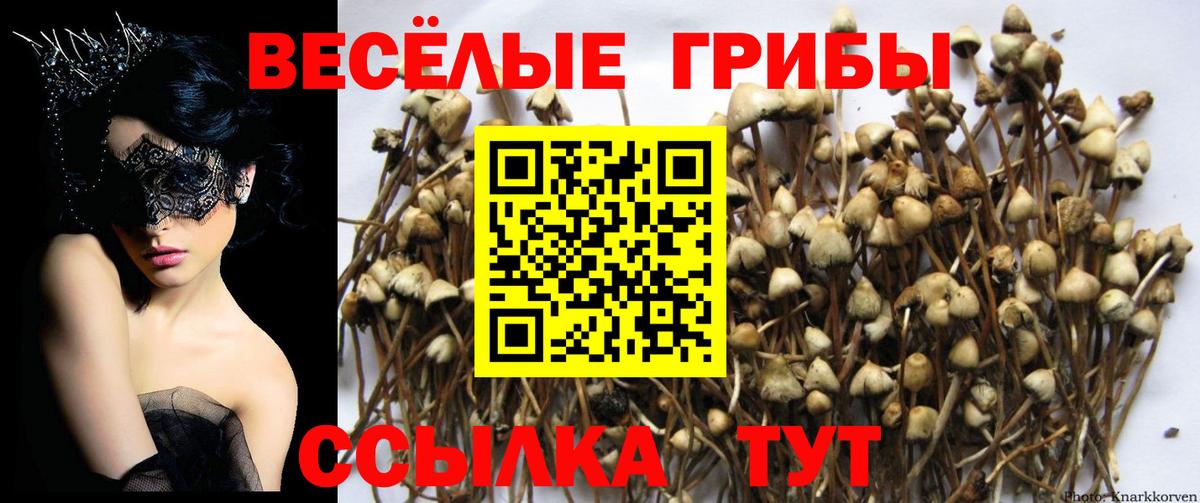 Галлюциногенные грибы Magic Shrooms  Галлюциногенные грибы Psilocybine cubensis  Вход с VPN  Моздок 